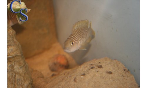 Neolamprologus similis